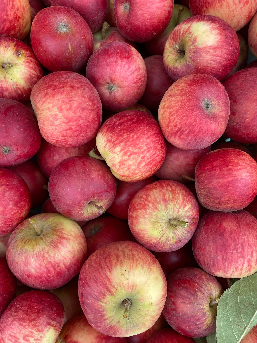 Sommerfeld Apples (per 2 lb bag)
