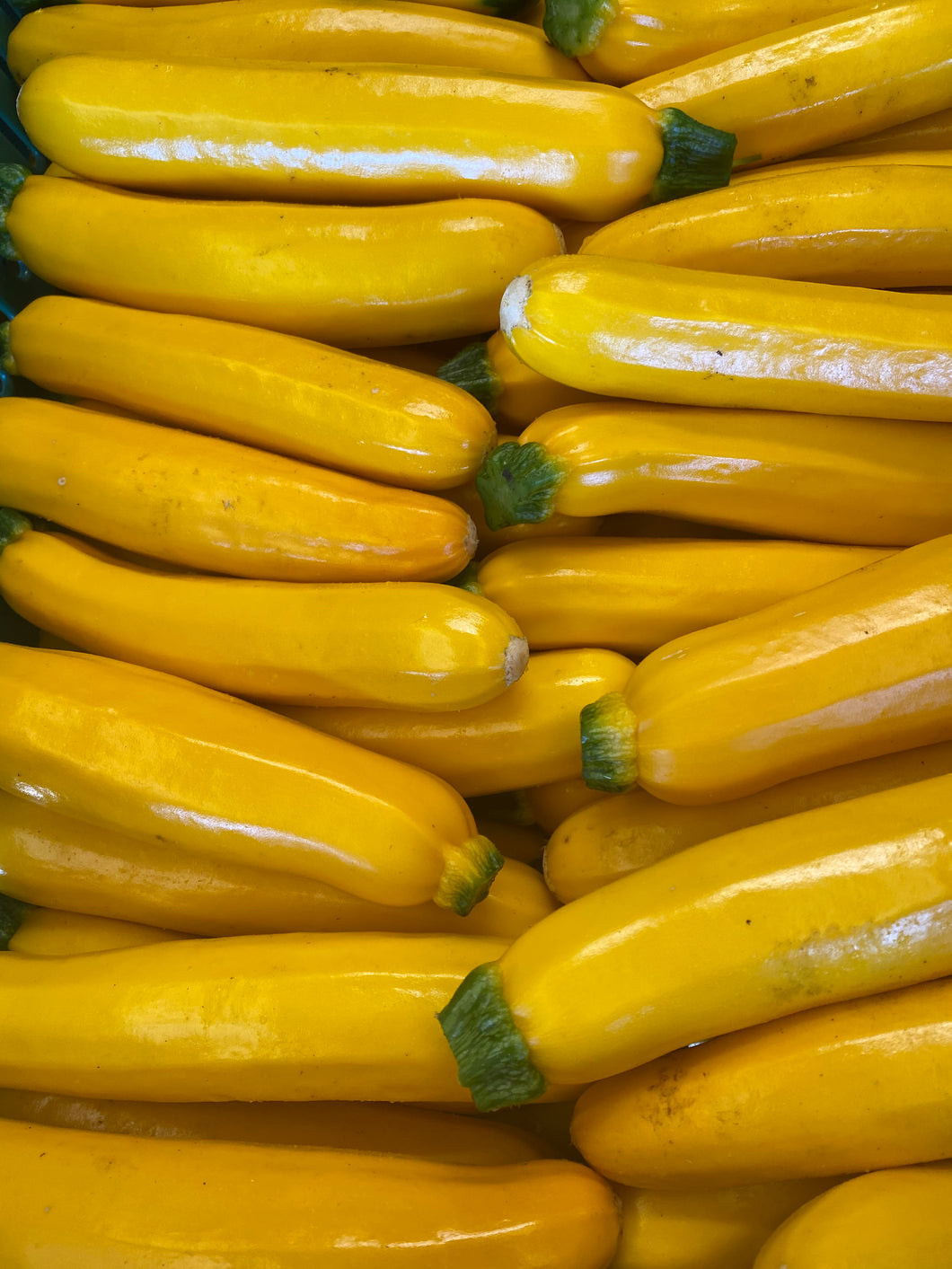 Golden Zucchini (per lb)