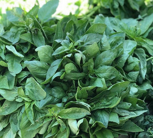 Italian Basil (per bunch)