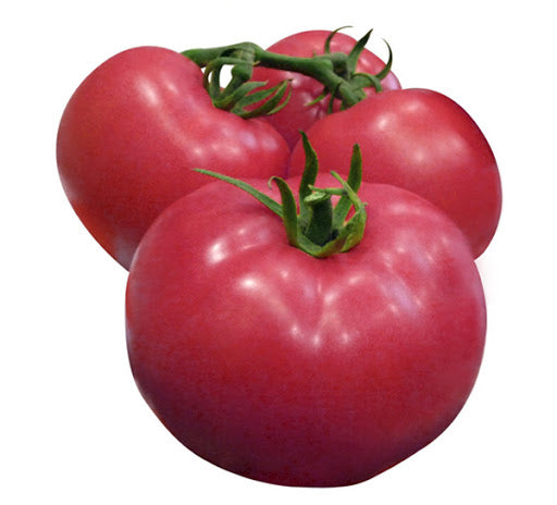 Japanese Pink Heirloom (per lb)