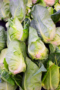 Sweet Cone Cabbage (per head)
