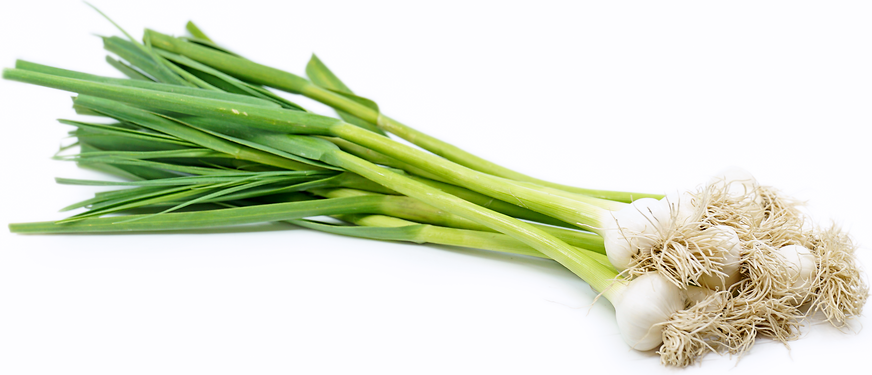 Green Garlic (per bunch)