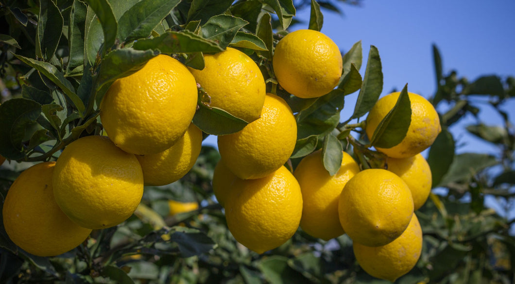 Eureka Lemons (per lb)