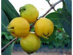 Yellow Strawberry Guava (per basket)